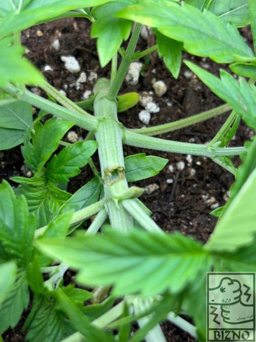 Chase the Best #1: Wedding Cake Auto. Week 3 - Day 23