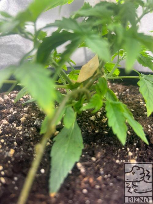 Chase the Best #1: Wedding Cake Auto. Week 3 - Day 24