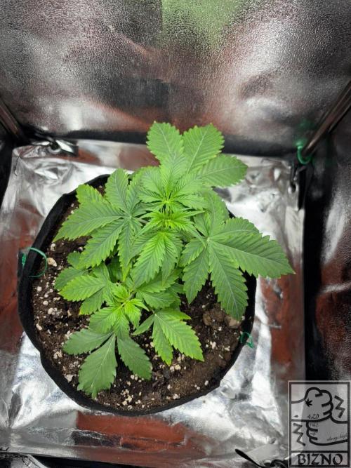 Chase the Best #1: Wedding Cake Auto. Week 3 - Day 25