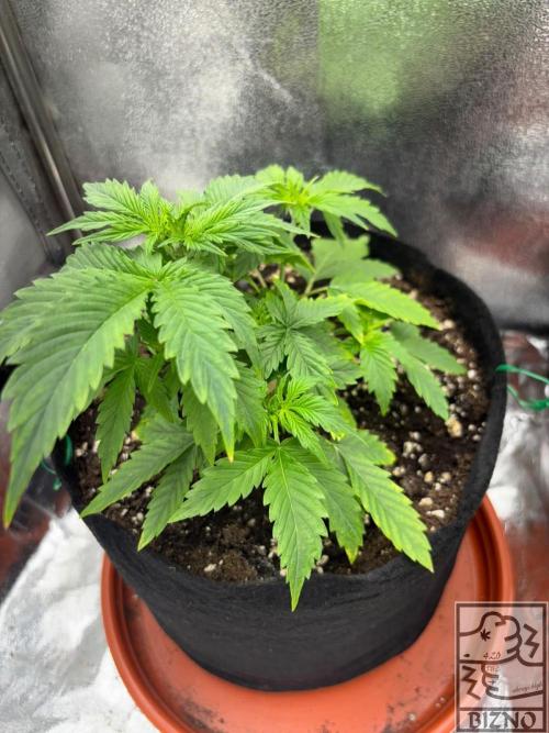 Chase the Best #1: Wedding Cake Auto. Week 3 - Day 25