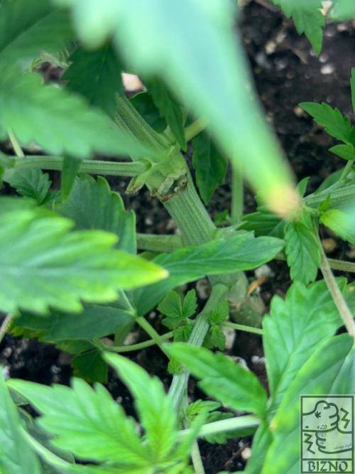 Chase the Best #1: Wedding Cake Auto. Week 3 - Day 26