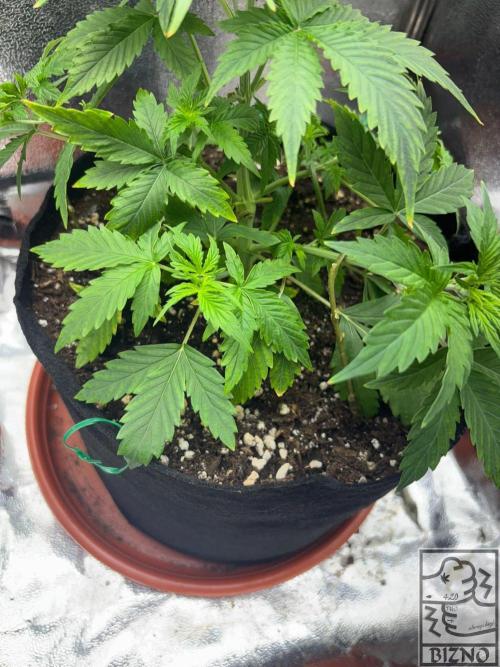 Chase the Best #1: Wedding Cake Auto. Week 3 - Day 28