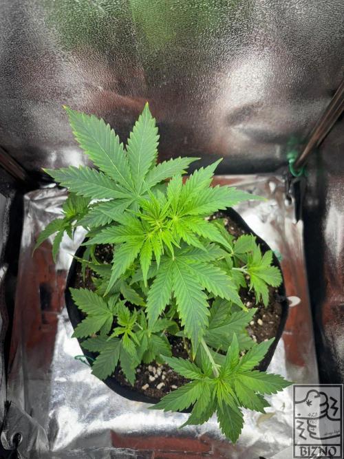 Chase the Best #1: Wedding Cake Auto. Week 3 - Day 28