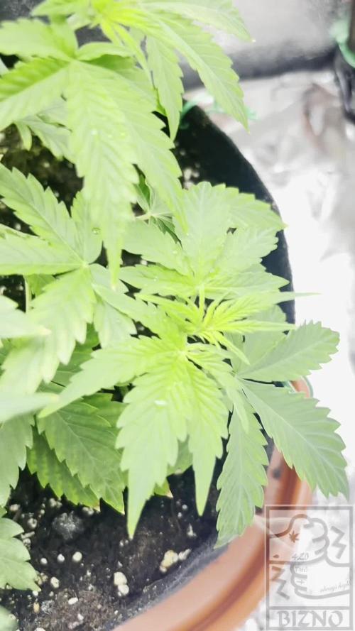 Chase the Best #1: Wedding Cake Auto