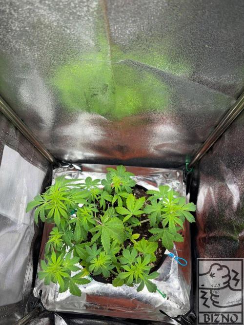 Chase the Best #1: Wedding Cake Auto. Week 4 - Day 30