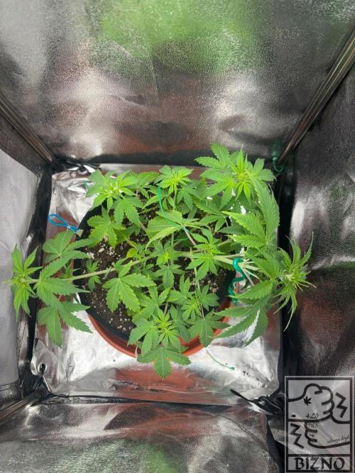 Chase the Best #1: Wedding Cake Auto. Week 4 - Day 35