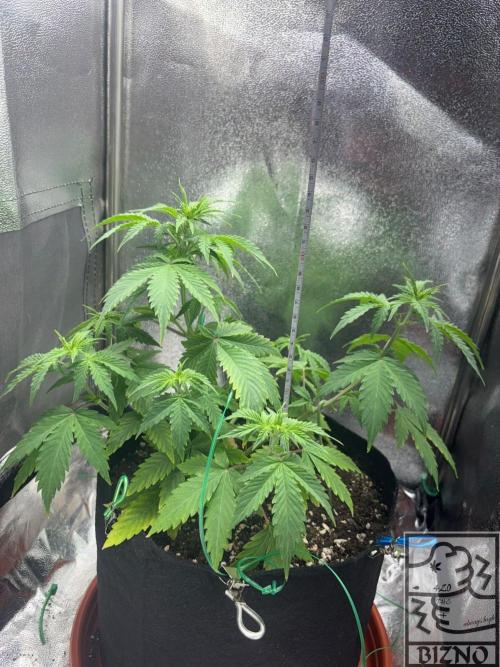 Chase the Best #1: Wedding Cake Auto. Week 4 - Day 32