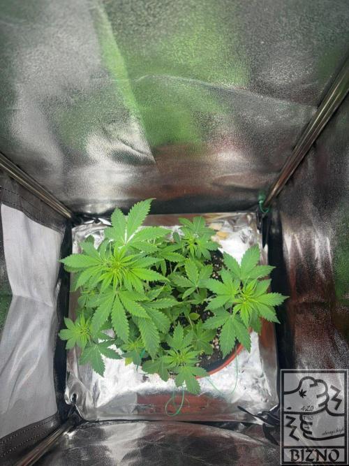 Chase the Best #1: Wedding Cake Auto. Week 4 - Day 34