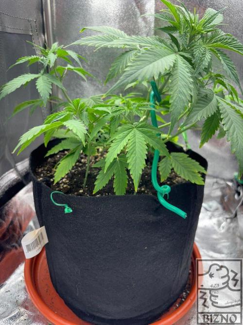 Chase the Best #1: Wedding Cake Auto. Week 4 - Day 32