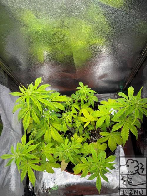 Chase the Best #1: Wedding Cake Auto. Week 5 - Day 42