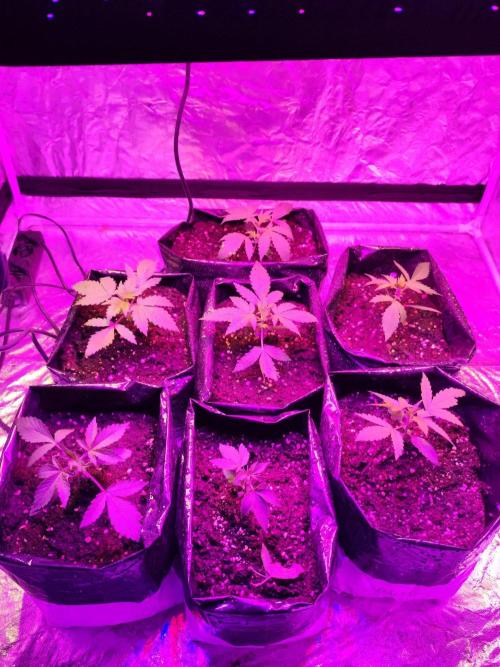 Larry Bird !. Week 3