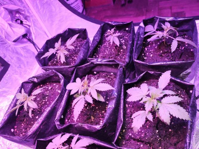 Larry Bird !. Week 3