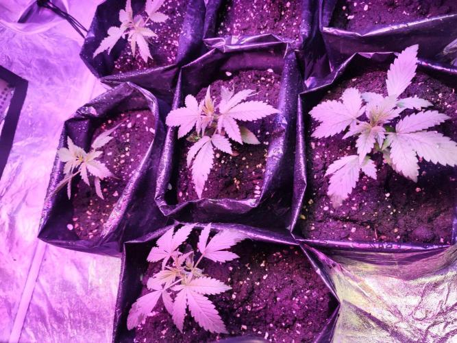 Larry Bird !. Week 3