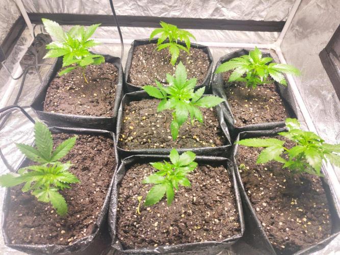 Larry Bird !. Week 3
