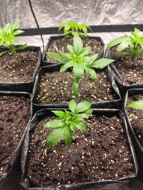 Larry Bird !. Week 3
