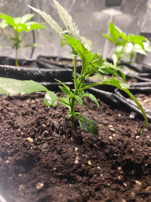 Larry Bird !. Week 3