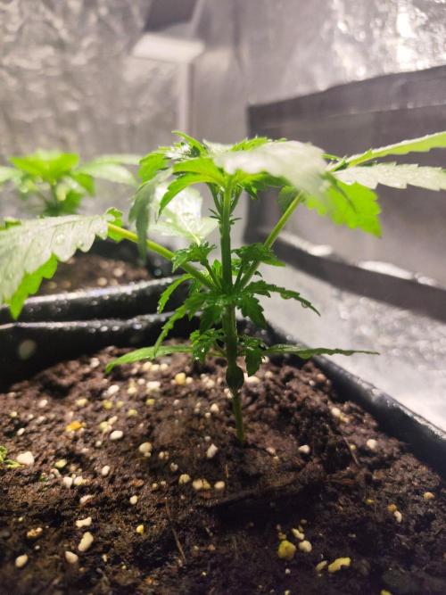 Larry Bird !. Week 3