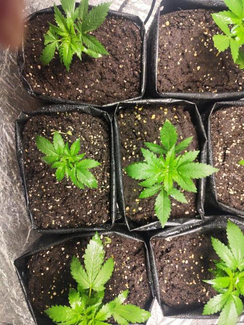Larry Bird !. Week 3
