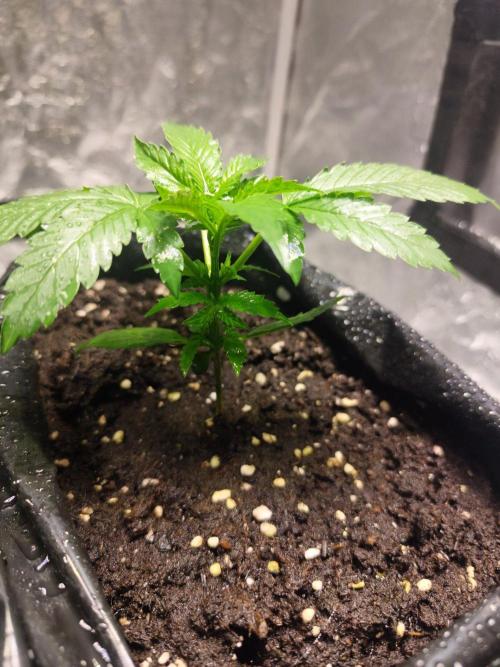 Larry Bird !. Week 3