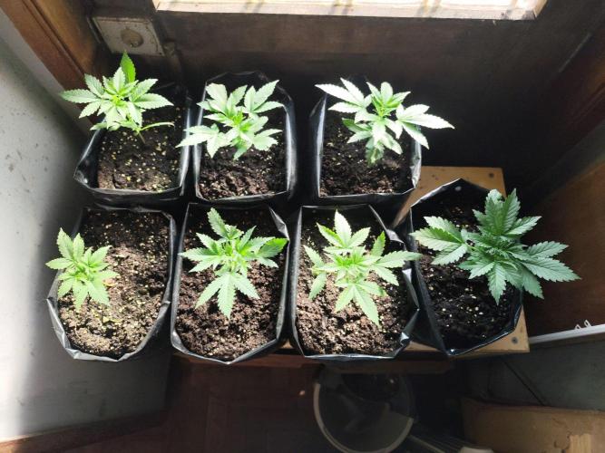 Larry Bird !. Week 3