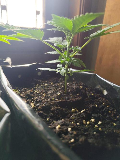 Larry Bird !. Week 3