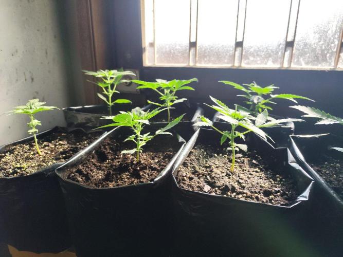 Larry Bird !. Week 3