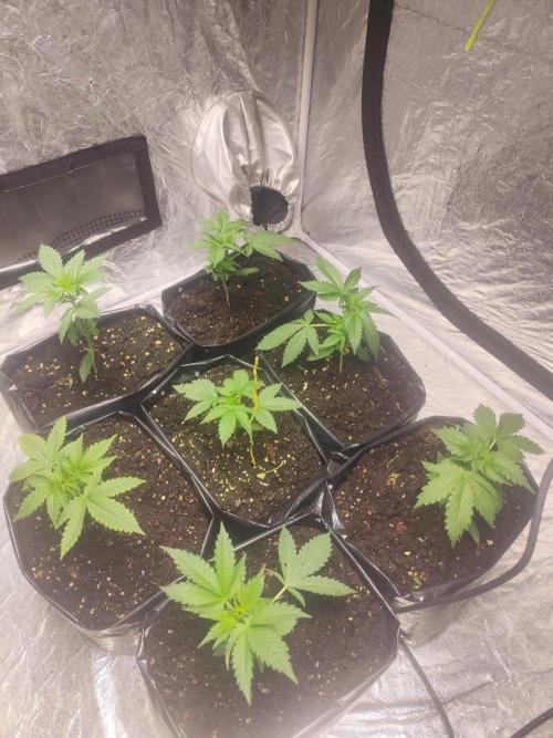 Larry Bird !. Week 3