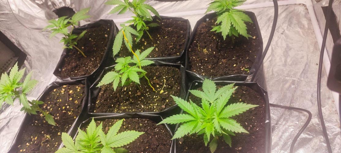 Larry Bird !. Week 3