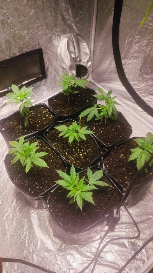 Larry Bird !. Week 3