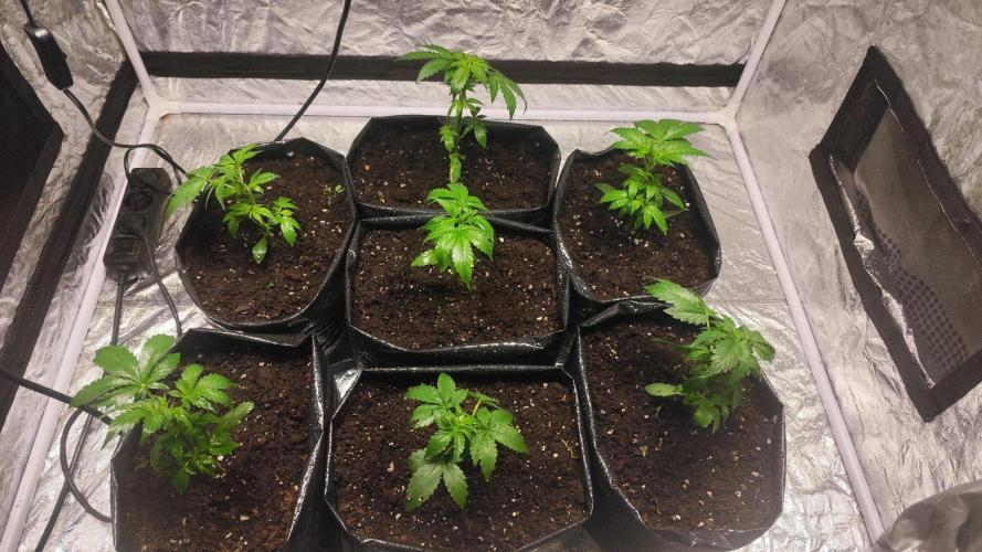 Larry Bird !. Week 3