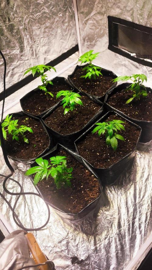Larry Bird !. Week 3