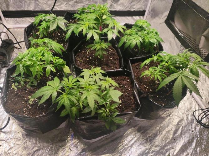 Larry Bird !. Week 4 - They are reacting good ,  temperature rise so bad at my region but let's fckg go