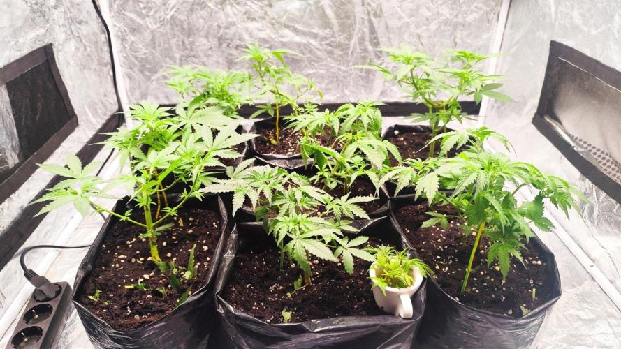 Larry Bird !. Week 4 - Mistakes at the end results as topping in 3 of them