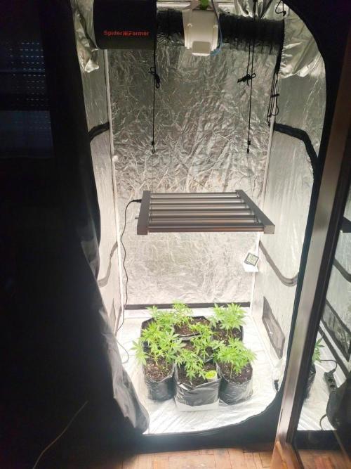 Larry Bird !. Week 4 - New led arrives and they react good 