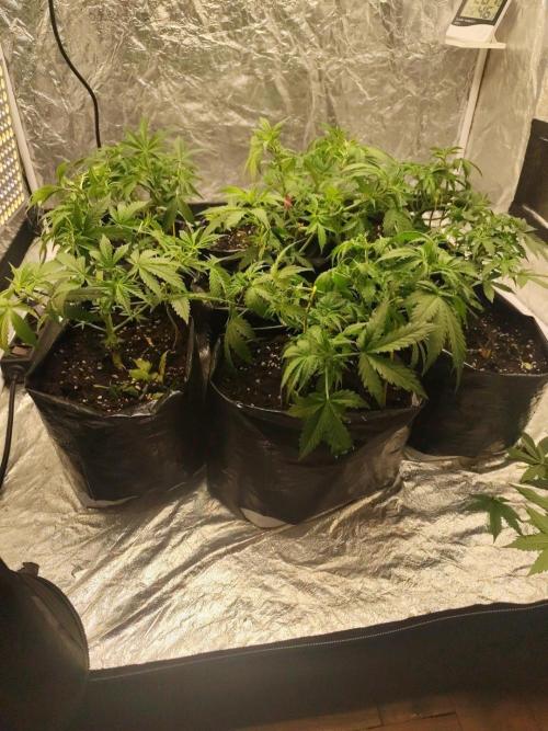 Larry Bird !. Week 4 - Last week of veg , nutrients enter , until here they grow just with water 