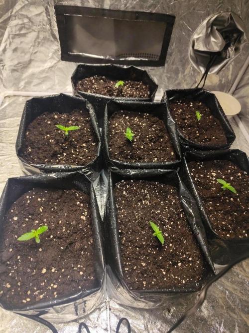 Larry Bird !. Week 1