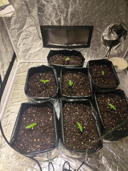Larry Bird !. Week 1