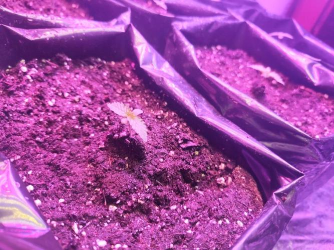 Larry Bird !. Week 1