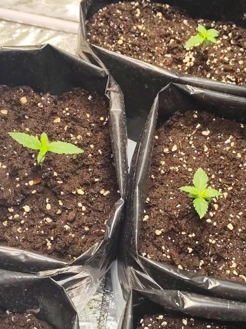 Larry Bird !. Week 1