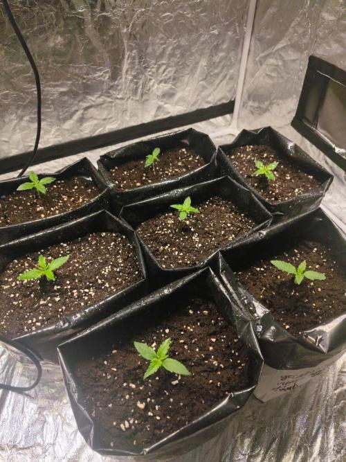 Larry Bird !. Week 1