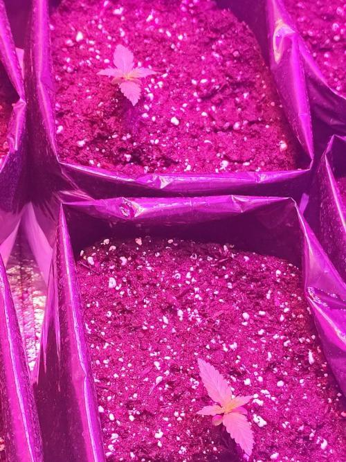 Larry Bird !. Week 1