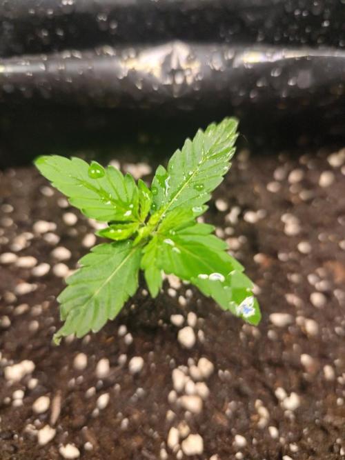 Larry Bird !. Week 2
