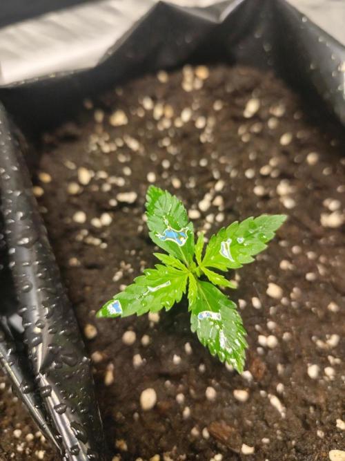 Larry Bird !. Week 2