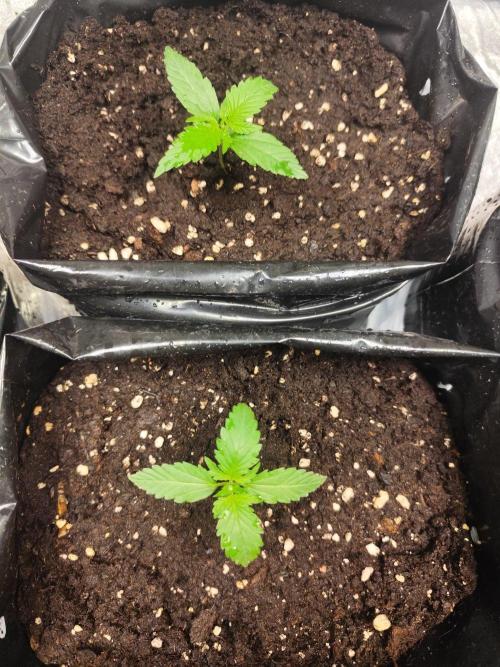 Larry Bird !. Week 2