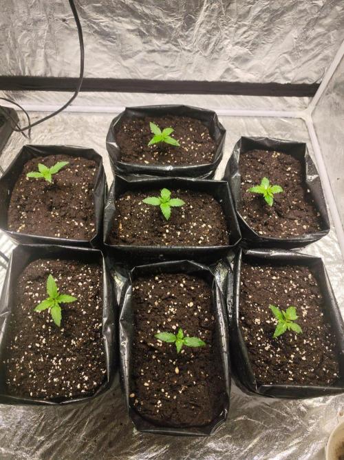 Larry Bird !. Week 2