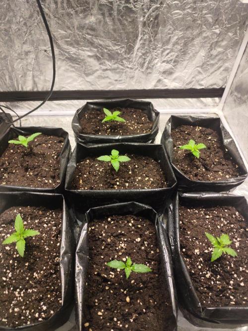 Larry Bird !. Week 2