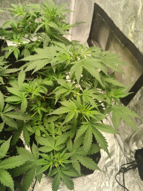 Larry Bird !. Week 5 - Progress after defoliation is very good, opening very well 