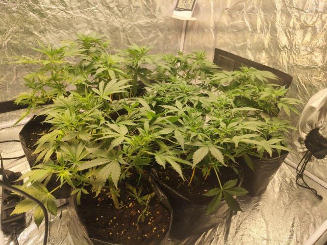 Larry Bird !. Week 5 - Today or tomorrow I need to defoliate again 