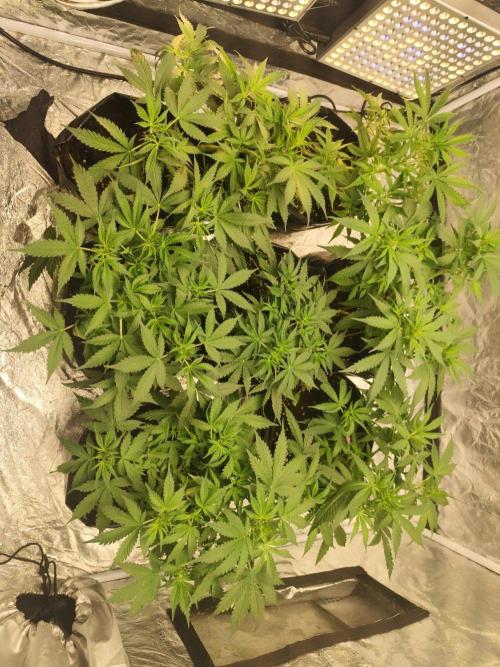Larry Bird !. Week 5 - Some small  SOG  getting shape