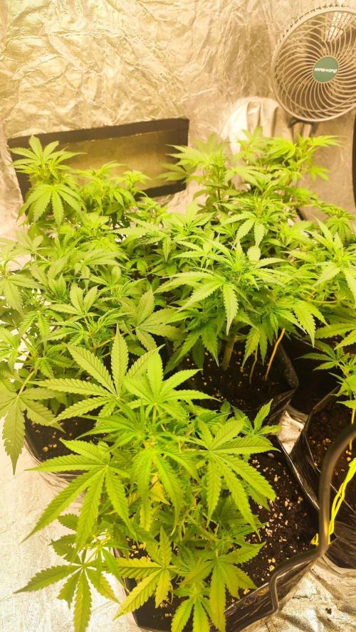 Larry Bird !. Week 6